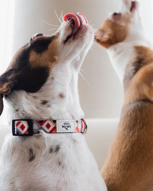 Luxury Designer Pet Dog Collar Cat Collar Leash Set,golden