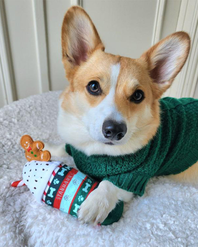 An image of a corgi, wearing a green sweater. The dog is lying down with ears pointing upwards and the front paws, one of which is resting on a toy that resembles a gingerbread man atop a colorful, patterned cylinder. 