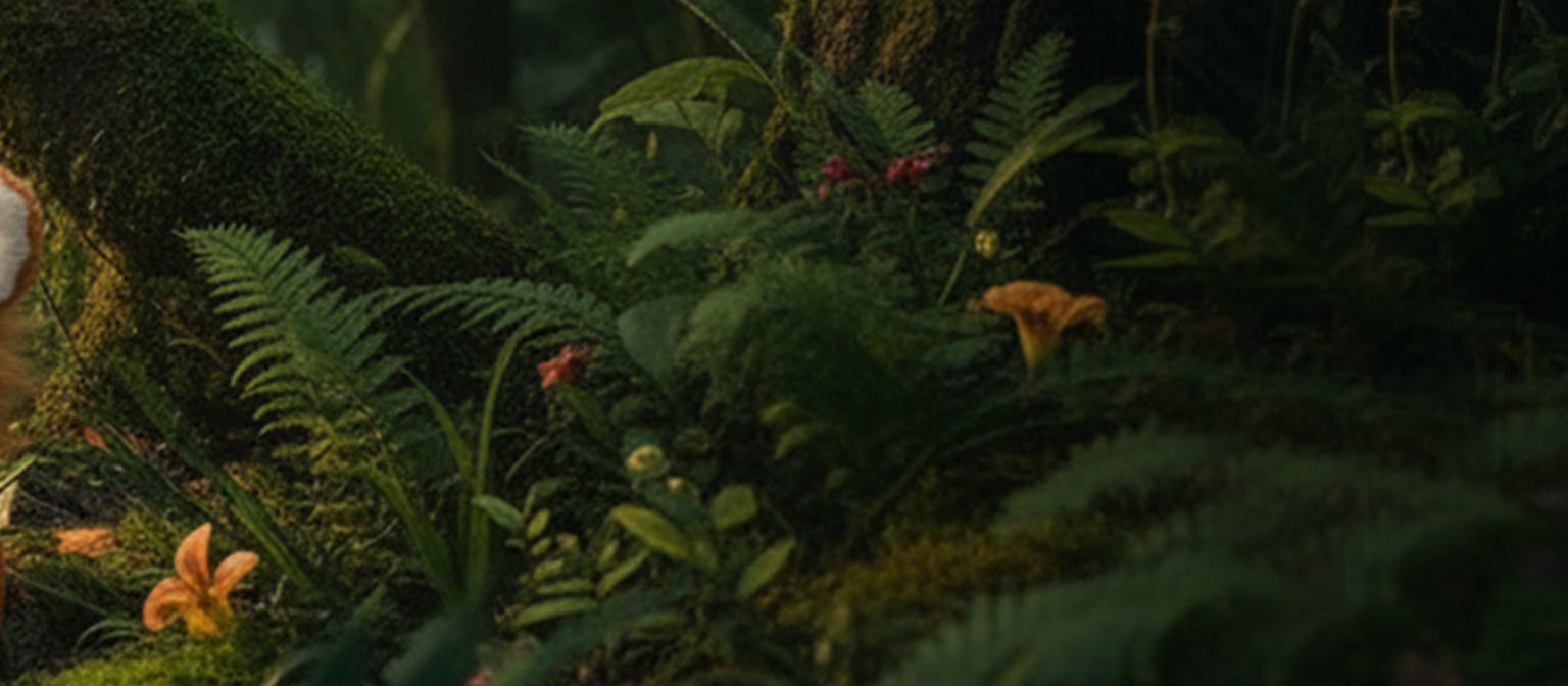 Dense forest floor with ferns, moss, and small flowers