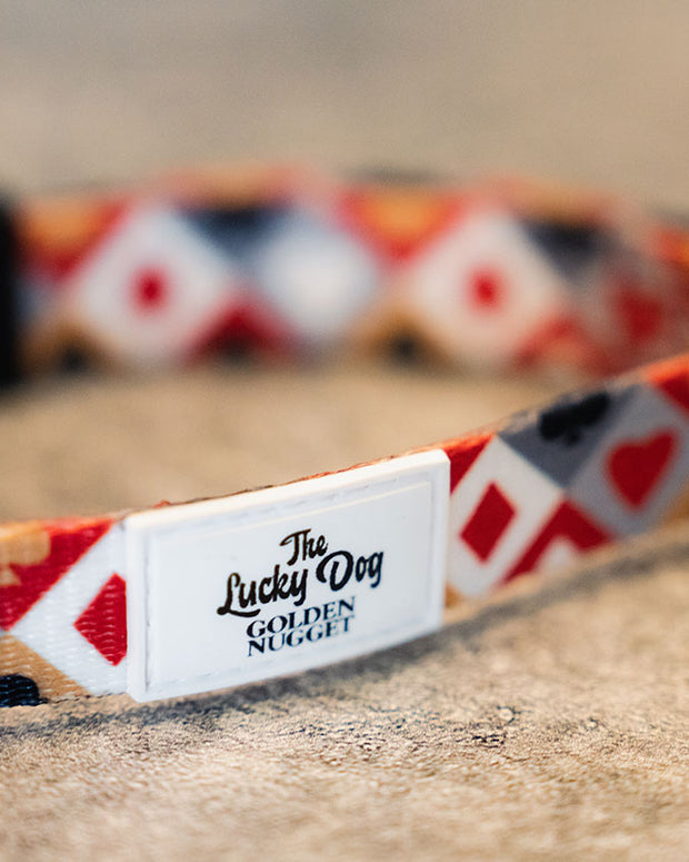 Close up of Golden Nugget dog collar with playing card pattern and white Golden Nugget branding tag.