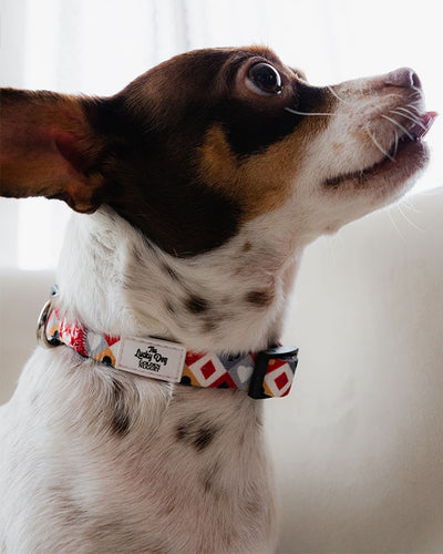 Small dog wearing Golden Nugget dog collar in front of white background.