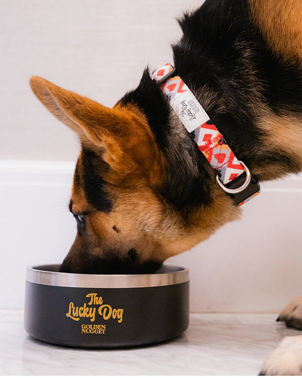 Large dog eating out of Golden Nugget dog bowl with phrase "The Lucky Dog" in gold on the side.