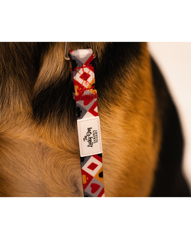 Close up of Golden Nugget dog leash.