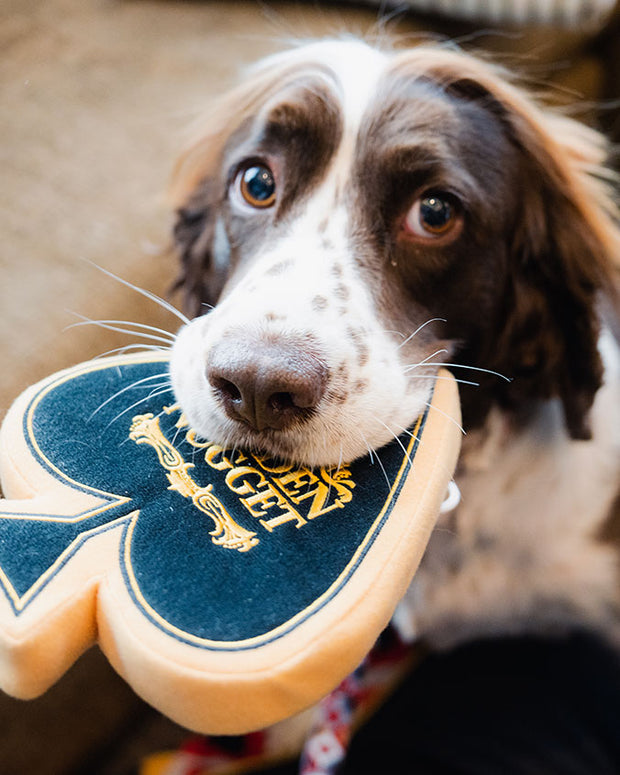 Dog looking up at camera with Golden Nugget spade-shaped dog toy in its mouth.