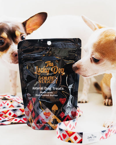 Two small dogs sniffing Golden Nugget Dog Treat bag with Golden Nugget dog leash wrapped loosely around it.