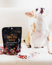 Small dog barking next to Golden Nugget dog treat bag with Golden Nugget leash wrapped loosely around it. 